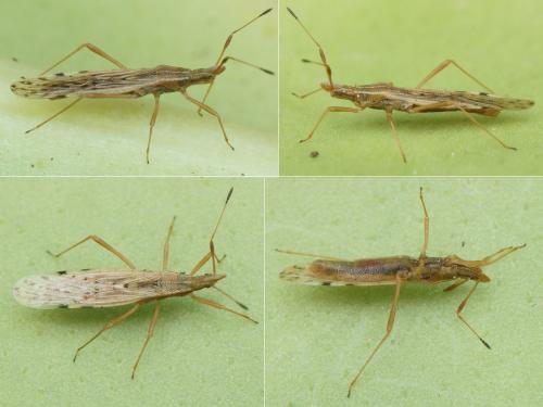 Berytinus striola